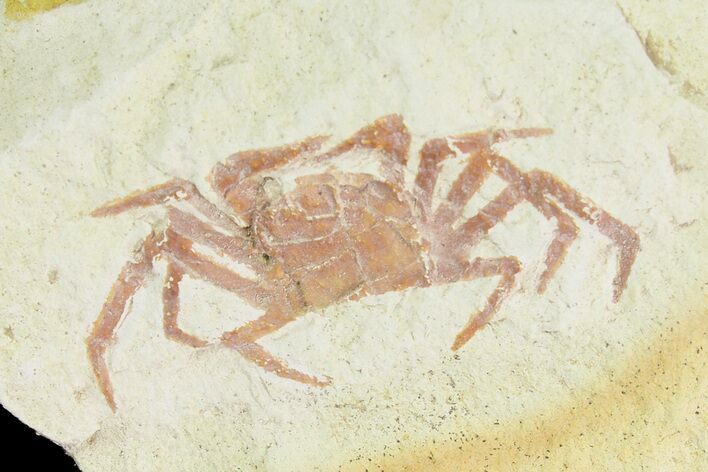 Miocene Pea Crab (Pinnixa) Fossil - California #177032